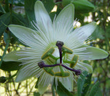 Passiflora caerulea Charlotte Corday | Hardy Passionvine | 10_Seeds