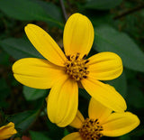 Coreopsis mutica | 20_seeds