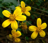 Coreopsis mutica | 20_seeds