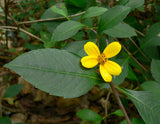Coreopsis mutica | 20_seeds