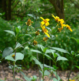 Coreopsis mutica | 20_seeds