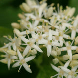 Cornus sanguinea | Bloodtwig Dogwood | Compressa | 20_Seeds