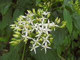 Cornus sanguinea | Bloodtwig Dogwood | Compressa | 20_Seeds