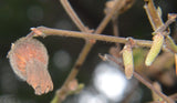 Corylus cornuta californica |Western Beaked Hazel |California Hazelnut | 5_Seeds
