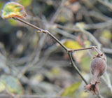 Corylus cornuta californica |Western Beaked Hazel |California Hazelnut | 5_Seeds