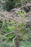 Corylus cornuta californica |Western Beaked Hazel |California Hazelnut | 5_Seeds