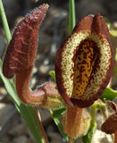 Aristolochia coryi | 5_Seeds