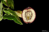 Aristolochia coryi | 5_Seeds