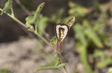 Aristolochia coryi | 5_Seeds