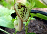 Aristolochia coryi | 5_Seeds