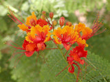 Caesalpinia pulcherrima | Pride-of-Barbados | Red Bird of Paradise | 10_Seeds