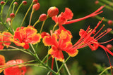 Caesalpinia pulcherrima | Pride-of-Barbados | Red Bird of Paradise | 10_Seeds
