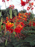 Caesalpinia pulcherrima | Pride-of-Barbados | Red Bird of Paradise | 10_Seeds
