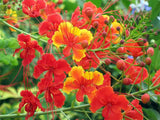 Caesalpinia pulcherrima | Pride-of-Barbados | Red Bird of Paradise | 10_Seeds