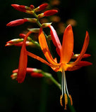 Crocosmia aurea | Falling Stars | Valentine Flower | Montbretia | 5_Seeds