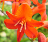 Crocosmia aurea | Falling Stars | Valentine Flower | Montbretia | 5_Seeds