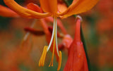 Crocosmia aurea | Falling Stars | Valentine Flower | Montbretia | 5_Seeds
