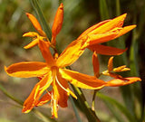 Crocosmia aurea | Falling Stars | Valentine Flower | Montbretia | 5_Seeds
