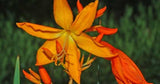 Crocosmia aurea | Falling Stars | Valentine Flower | Montbretia | 5_Seeds