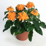 Crossandra infundibuliformis Orange Marmalade | 20_Seeds