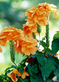 Crossandra infundibuliformis Orange Marmalade | 20_Seeds