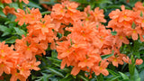 Crossandra infundibuliformis Orange Marmalade | 20_Seeds