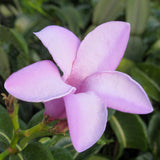 Cryptostegia grandiflora | India Rubber Vine | 10_Seeds