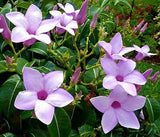 Cryptostegia grandiflora | India Rubber Vine | 10_Seeds