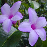 Cryptostegia grandiflora | India Rubber Vine | 10_Seeds