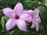 Cryptostegia grandiflora | India Rubber Vine | 10_Seeds