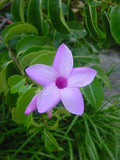 Cryptostegia grandiflora | India Rubber Vine | 10_Seeds