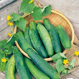 Cucumis sativus Long Green | Garden Cucumber | Gherkin | 10_Seeds