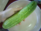 Cucumis sativus Long Green | Garden Cucumber | Gherkin | 10_Seeds