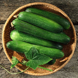 Cucumis sativus Long Green | Garden Cucumber | Gherkin | 10_Seeds