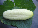 Cucumis sativus | White Wonder | Garden Cucumber | 10_Seeds