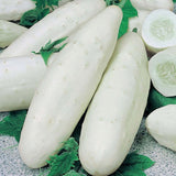 Cucumis sativus | White Wonder | Garden Cucumber | 10_Seeds