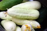 Cucumis sativus | White Wonder | Garden Cucumber | 10_Seeds