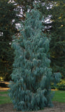 Cupressus cashmeriana | Bhutan Kashmir Weeping Cypress | 50_Seeds