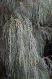 Cupressus cashmeriana | Bhutan Kashmir Weeping Cypress | 50_Seeds