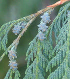 Cupressus cashmeriana | Bhutan Kashmir Weeping Cypress | 50_Seeds