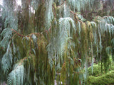 Cupressus cashmeriana | Bhutan Kashmir Weeping Cypress | 50_Seeds