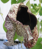 Aristolochia cymbifera gonzaga | 100_Seeds