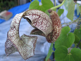 Aristolochia cymbifera gonzaga | 100_Seeds