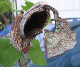 Aristolochia cymbifera gonzaga | 100_Seeds
