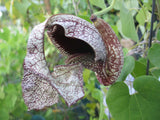 Aristolochia cymbifera gonzaga | 100_Seeds