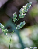 Dactylis glomerata | Cocks Foot | Orchardgrass | 100_Seeds