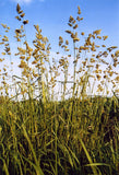 Dactylis glomerata | Cocks Foot | Orchardgrass | 100_Seeds