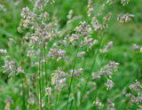 Dactylis glomerata | Cocks Foot | Orchardgrass | 100_Seeds