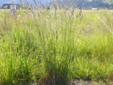 Dactylis glomerata | Cocks Foot | Orchardgrass | 100_Seeds