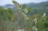 Dactylis glomerata | Cocks Foot | Orchardgrass | 100_Seeds